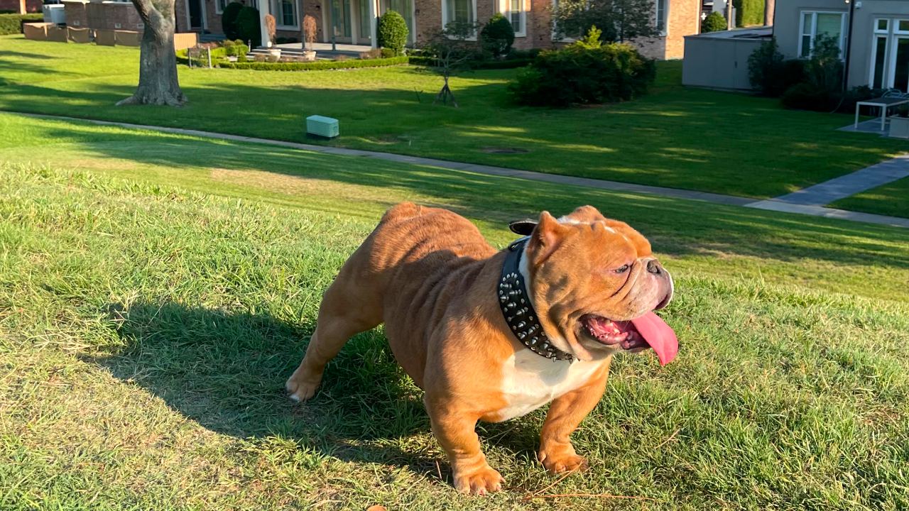 The Yalla Dawg Scoopers bulldog on a well-kept community lawn beside neighborhood homes.