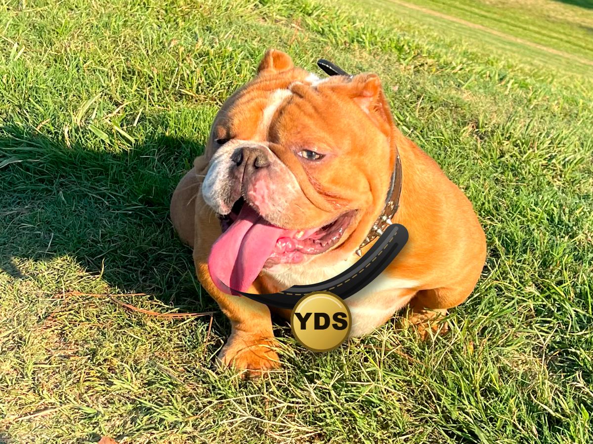 The Yalla Dawg Scoopers bulldog wearing a YDS collar tag on a freshly cleaned lawn