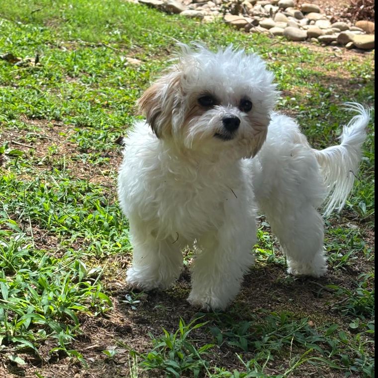 Nola, the family dog who inspired Yalla Dawg Scoopers, standing in a clean grassy backyard.